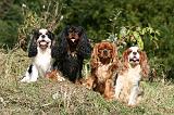 CAVALIER KING CHARLES 676